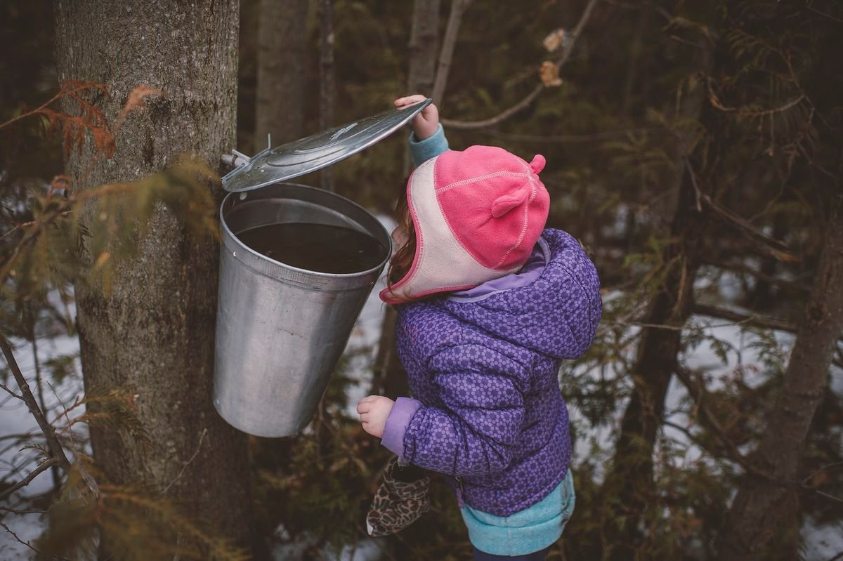 Child checking a metal bucket collecting maple sap from a tree