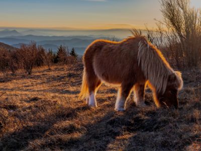 SM-sunset-with-the-ponies-at-grayson-highlands-2023-11-27-05-02-05-utc